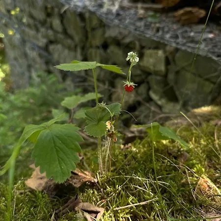 Wooddream * Volovets