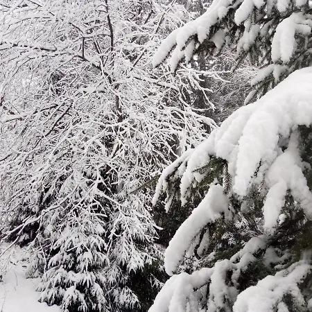 Gasthuis Wooddream *