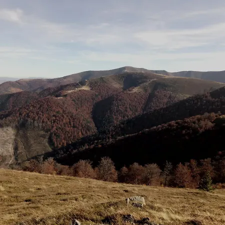 Wooddream * Volovets