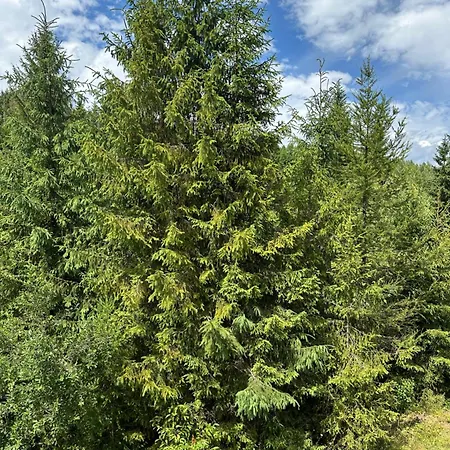 Wooddream Vendégház