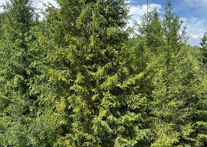 Wooddream Vendégház
